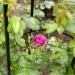 Kingfisher Garden Obelisk Rose or Climbing Plant Metal Support Frame 1.9m WGO