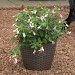 Kingfisher Rattan House Garden Flower Plant Pot 9.5 inch PPOT04