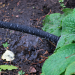 Kingfisher Garden Soaker Weeping Drip Watering Hose Pipe 15m SH300