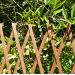 Kingfisher Garden Plant Expanding Wooden Trellis TRELIS3 6ft x 3ft