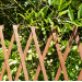 Kingfisher Garden Plant Expanding Wooden Trellis TRELIS3 6ft x 3ft