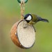 Natures Market Wild Bird Food Suet Coconut Feeder BFCOCO2