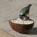 Natures Market Wild Bird Food Suet Coconut Feeder BFCOCO2