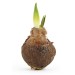 Silverline Quick and Easy Garden Hand Bulb Planter Tool 229270