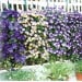 Silverline Hanging Flower Plant Growing Tube Bags Twin Pack 264904