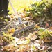Silverline Somerset Garden Soil Rake Premium Ash 235526