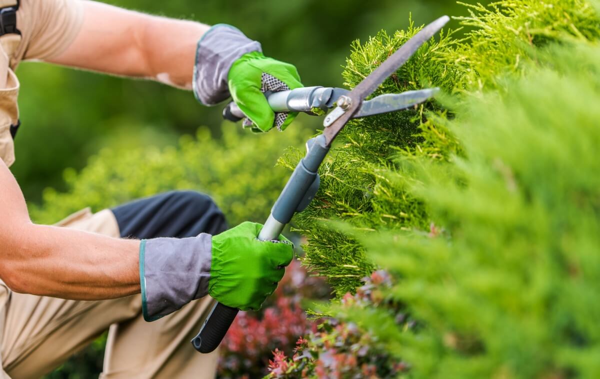 A male knelt down trimming a bush with some garden hedge shears wearing protective gloves.